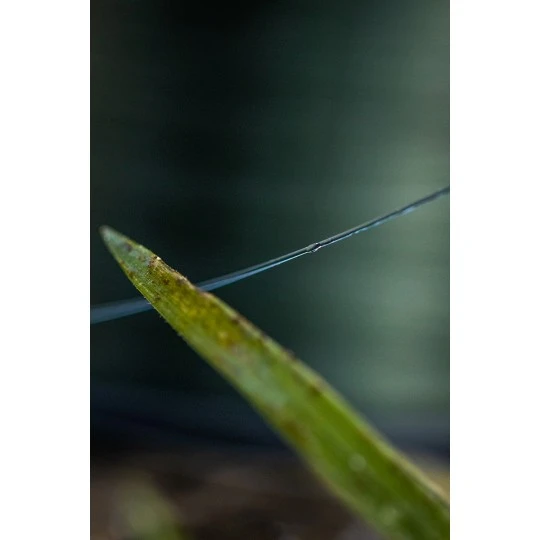 FOX EOS Carp Mono 8 FOX EOS Carp Mono - Afbeelding 6