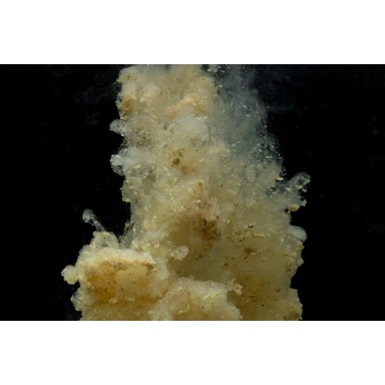 STICKY BAITS Manilla Active Mix 5 STICKY BAITS Manilla Active Mix - Afbeelding 3